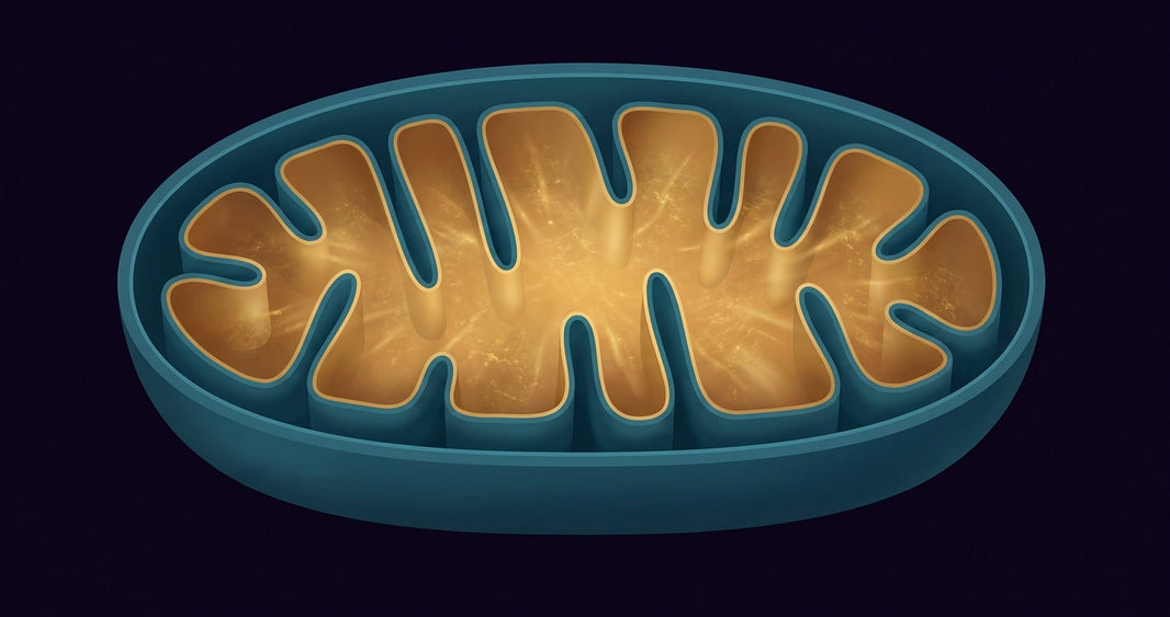 Sección de una mitocondria celular, central energética donde se produce ATP a partir de glucosa, ácidos grasos y aminoácidos