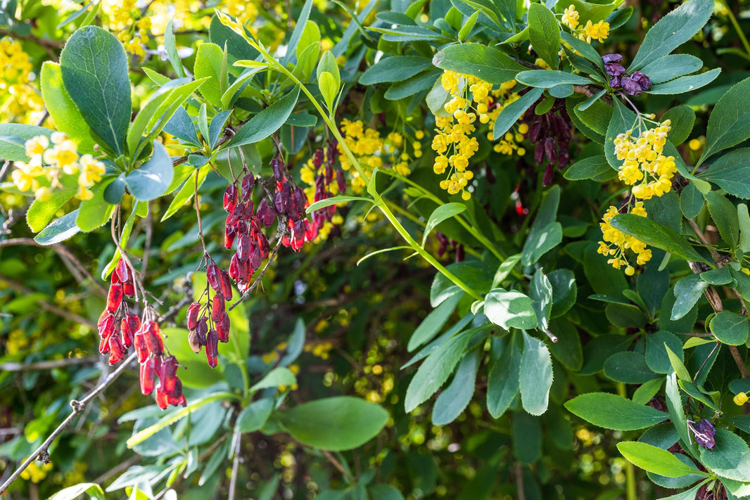 Berberina para qué sirve: Mejora el metabolismo y regula tus hormonas