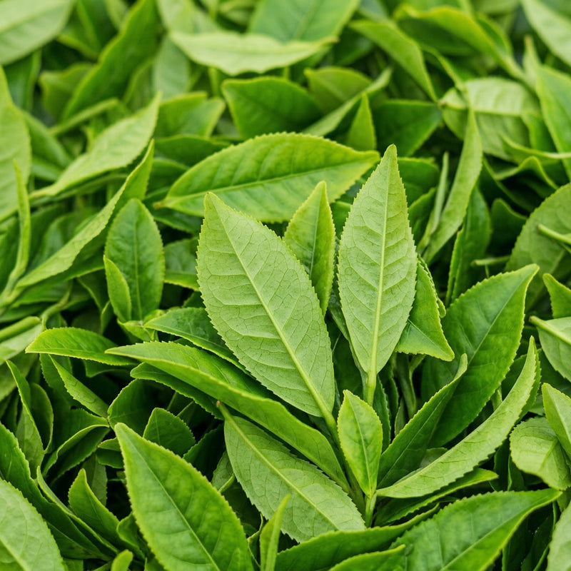 L-teanina